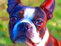 Boston Terrier Portrait