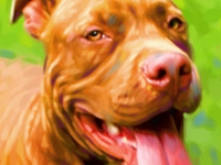 Pit Bull Terrier Portrait